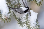 Eastern-Sierras;Mountain-Chickadee;One;Poecile-gambeli;Snow;Winter;avifauna;bird